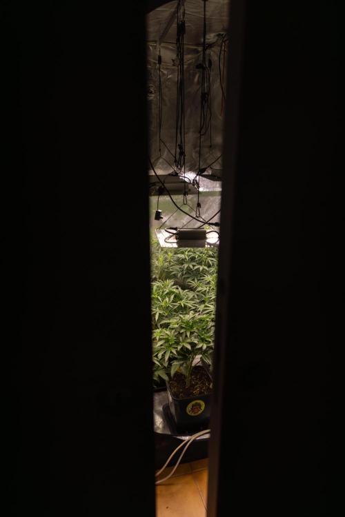 Mimosa 🌾 Auto - Zamnesia x B&B. Week 4 - Zamnesia x Plagron Autoflowering Crew