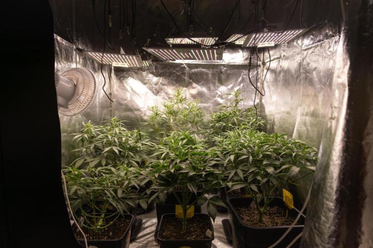 Mimosa 🌾 Auto - Zamnesia x B&B. Week 4 - Zamnesia x Plagron Autoflowering Crew