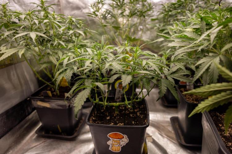 CBD FIX 🏥 Auto - Zamnesia x B&B. Week 4 - CBD FIX #2 // Main Lining // Week 5