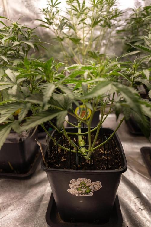 CBD FIX 🏥 Auto - Zamnesia x B&B. Week 4 - CBD FIX #2 // Main Lining // Week 5