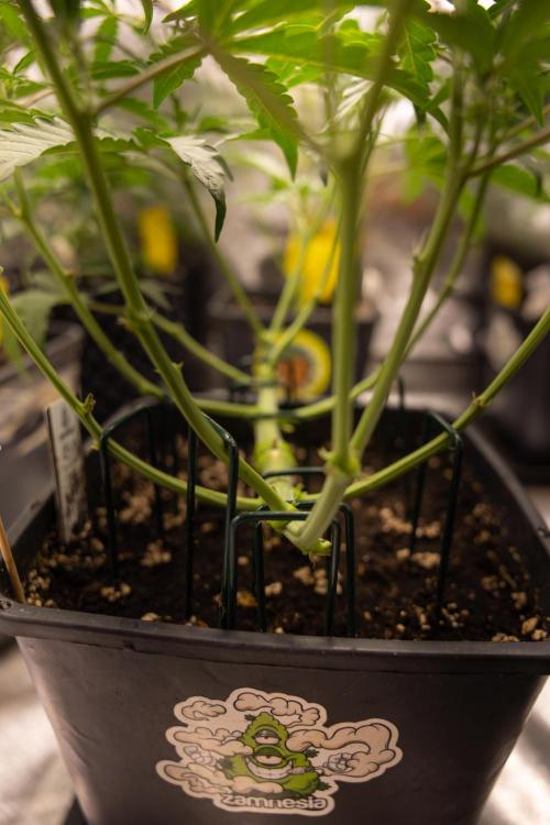 CBD FIX 🏥 Auto - Zamnesia x B&B. Week 4 - CBD FIX #2 // Main Lining // Week 5