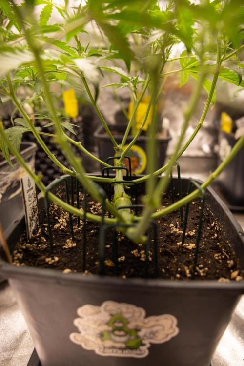 CBD FIX 🏥 Auto - Zamnesia x B&B. Week 4 - CBD FIX #2 // Main Lining // Week 5