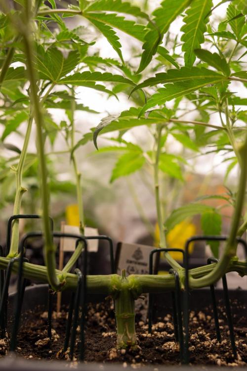 CBD FIX 🏥 Auto - Zamnesia x B&B. Week 4 - CBD FIX #2 // Main Lining // Week 5