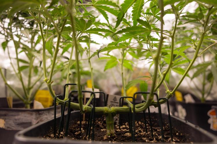 CBD FIX 🏥 Auto - Zamnesia x B&B. Week 4 - CBD FIX #2 // Main Lining // Week 5