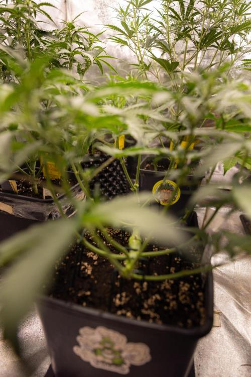 CBD FIX 🏥 Auto - Zamnesia x B&B. Week 4 - CBD FIX #2 // Main Lining // Week 5