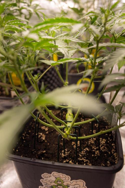 CBD FIX 🏥 Auto - Zamnesia x B&B. Week 4 - CBD FIX #2 // Main Lining // Week 5