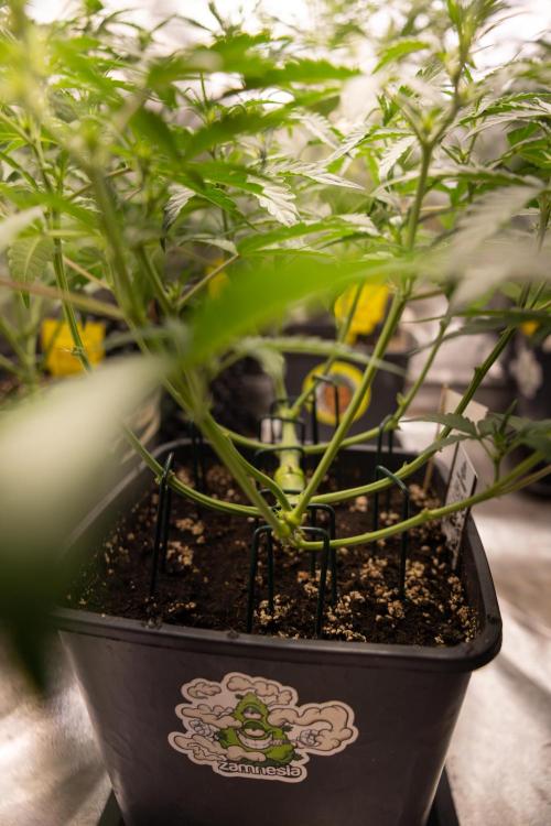 CBD FIX 🏥 Auto - Zamnesia x B&B. Week 4 - CBD FIX #2 // Main Lining // Week 5