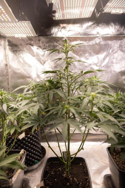 CBD FIX 🏥 Auto - Zamnesia x B&B. Week 4 - CBD FIX #1 // No Techniques // Week 5