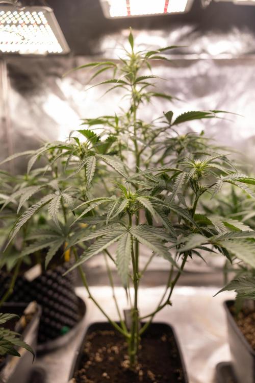 CBD FIX 🏥 Auto - Zamnesia x B&B. Week 4 - CBD FIX #1 // No Techniques // Week 5