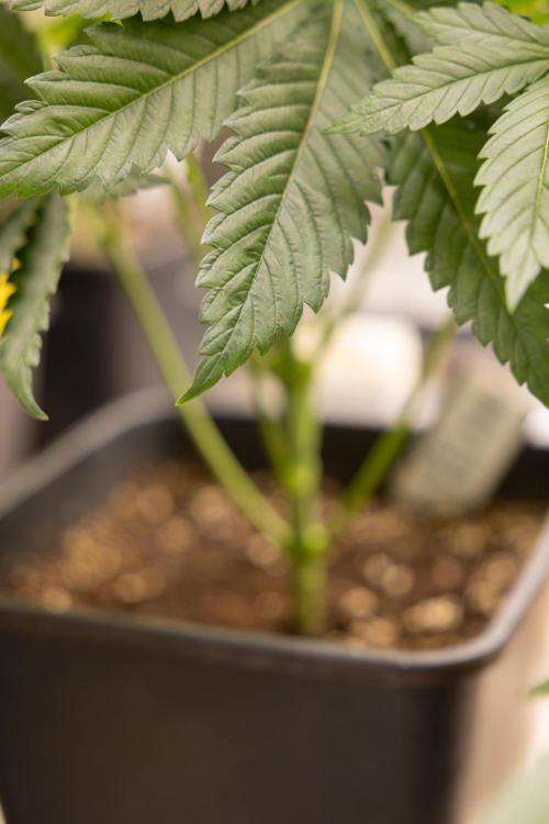 Blue Widow 🕷️  - Zamnesia x B&B. Week 4 - Blue Widow - 1st Week 12/12