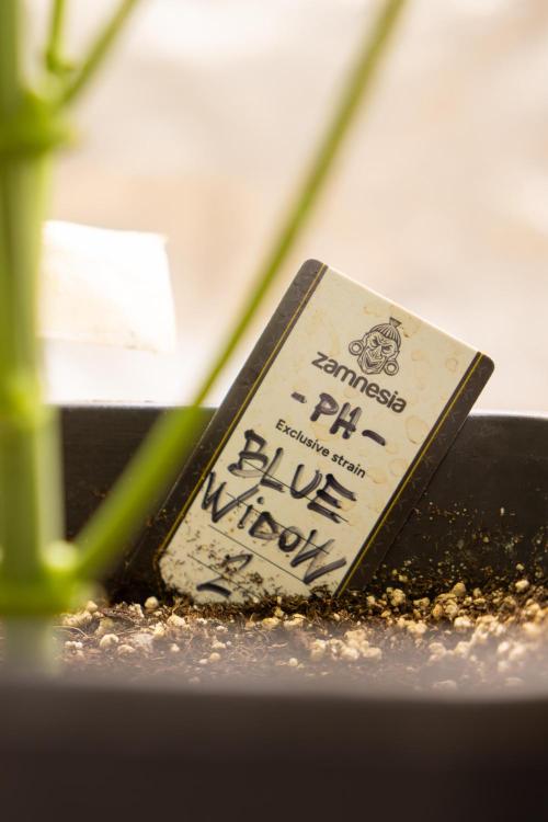 Blue Widow 🕷️  - Zamnesia x B&B. Week 4 - Blue Widow - 1st Week 12/12