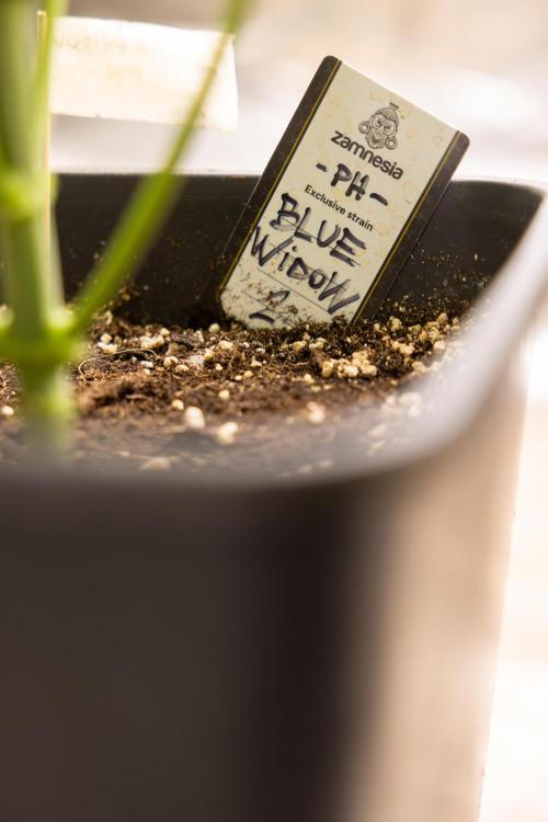 Blue Widow 🕷️  - Zamnesia x B&B. Week 4 - Blue Widow - 1st Week 12/12