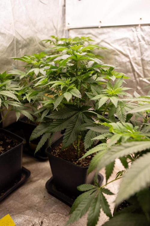 Blue Widow 🕷️  - Zamnesia x B&B. Week 4 - Blue Widow - 1st Week 12/12