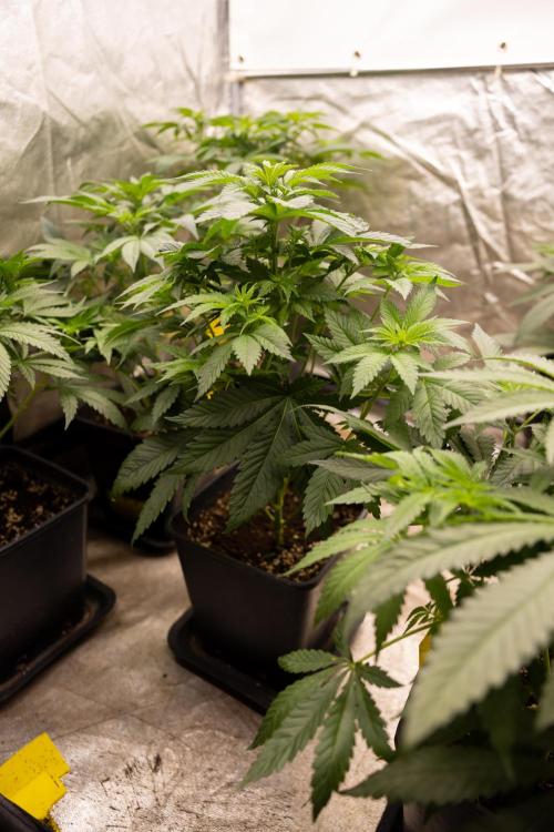 Blue Widow 🕷️  - Zamnesia x B&B. Week 4 - Blue Widow - 1st Week 12/12