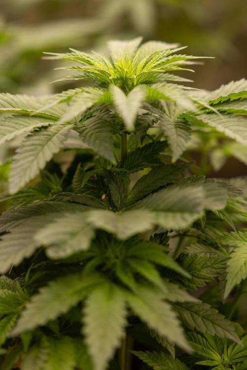 Blue Widow 🕷️  - Zamnesia x B&B. Week 4 - Blue Widow - 1st Week 12/12