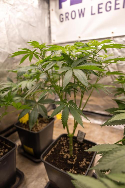 Alien OG 👽 - Zamnesia x B&B. Week 5 - Alien OG #2 - Topping - 1st Week Bloom