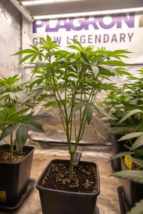 Alien OG 👽 - Zamnesia x B&B. Week 5 - Alien OG #2 - Topping - 1st Week Bloom