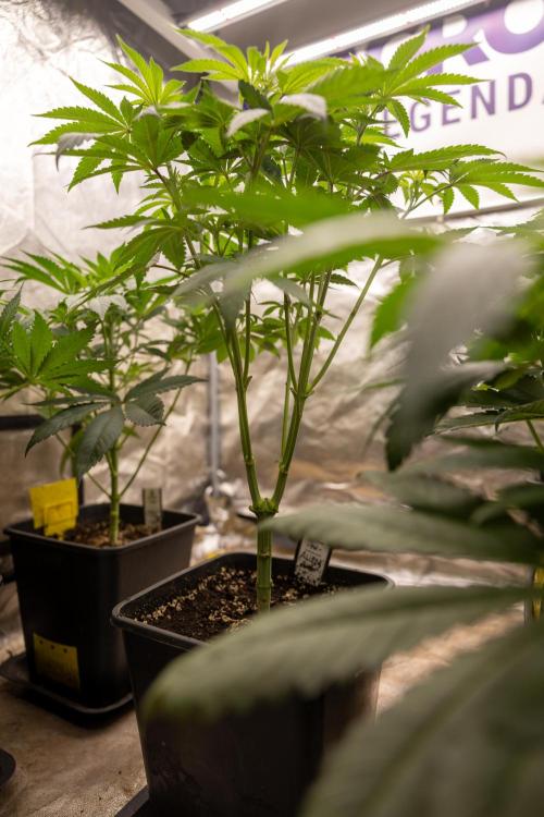Alien OG 👽 - Zamnesia x B&B. Week 5 - Alien OG #2 - Topping - 1st Week Bloom