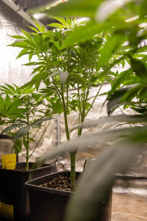 Alien OG 👽 - Zamnesia x B&B. Week 5 - Alien OG #2 - Topping - 1st Week Bloom