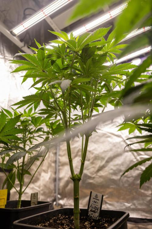 Alien OG 👽 - Zamnesia x B&B. Week 5 - Alien OG #2 - Topping - 1st Week Bloom
