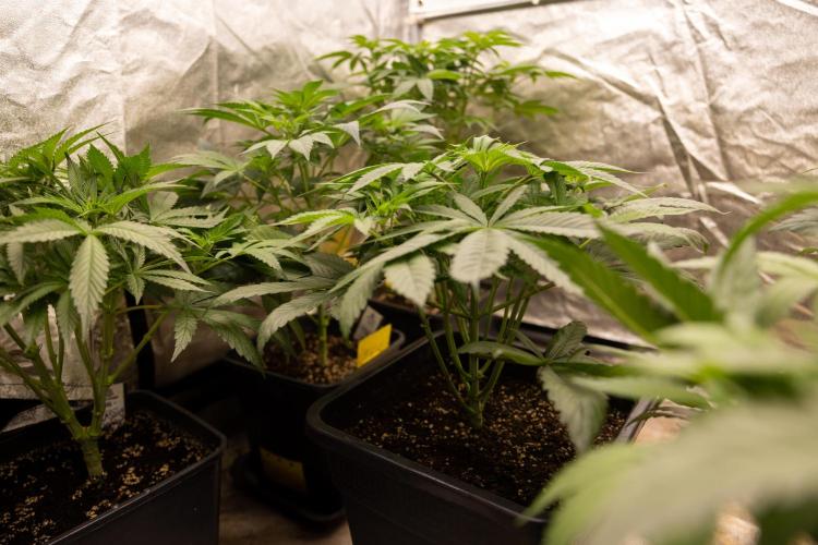 Alien OG 👽 - Zamnesia x B&B. Week 5 - Alien OG #1 - No Techniques - 1st Week Bloom