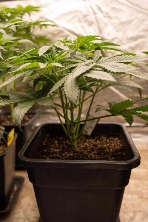 Alien OG 👽 - Zamnesia x B&B. Week 5 - Alien OG #1 - No Techniques - 1st Week Bloom