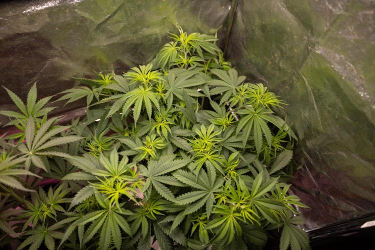 PBB  🥜- Zamnesia x B&B. Week 5 - Peanut Butter Breath #2 - Main Lining no LST - 1st Week Bloom