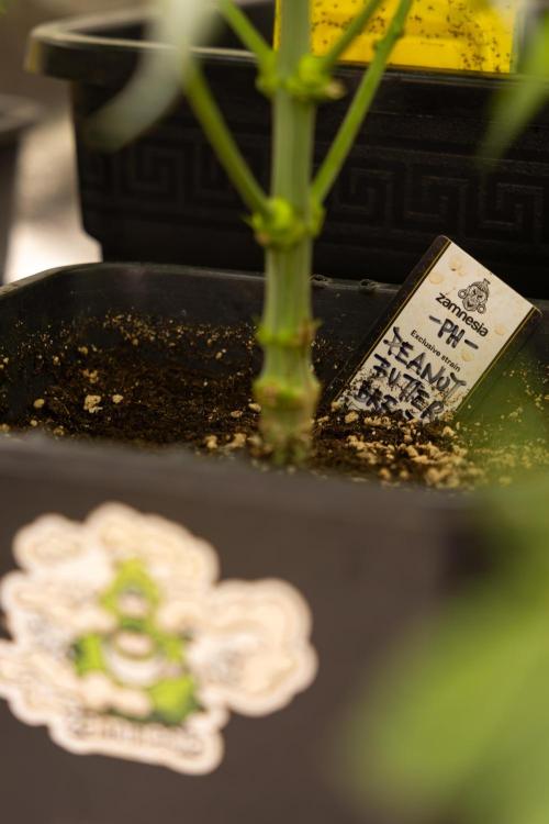 PBB  🥜- Zamnesia x B&B. Week 5 - Peanut Butter Breath #1 - No Techniques - 1st Week Bloom