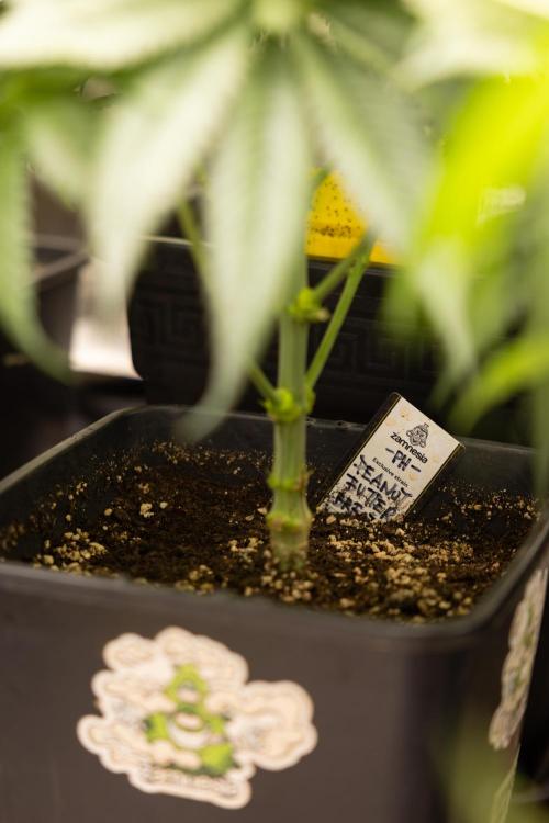 PBB  🥜- Zamnesia x B&B. Week 5 - Peanut Butter Breath #2 - Main Lining no LST - 1st Week Bloom