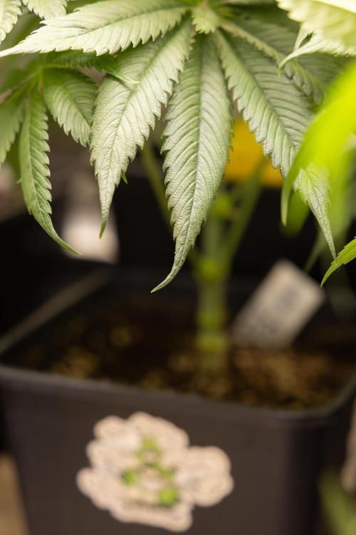 PBB  🥜- Zamnesia x B&B. Week 5 - Peanut Butter Breath #1 - No Techniques - 1st Week Bloom