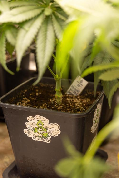 PBB  🥜- Zamnesia x B&B. Week 5 - Peanut Butter Breath #1 - No Techniques - 1st Week Bloom