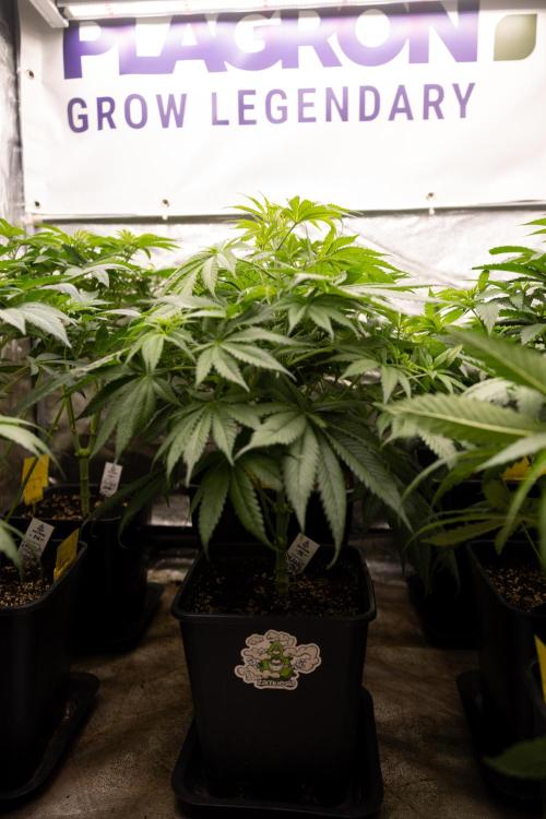 PBB  🥜- Zamnesia x B&B. Week 5 - Peanut Butter Breath #1 - No Techniques - 1st Week Bloom