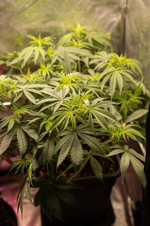 PBB  🥜- Zamnesia x B&B. Week 5 - Peanut Butter Breath #2 - Main Lining no LST - 1st Week Bloom