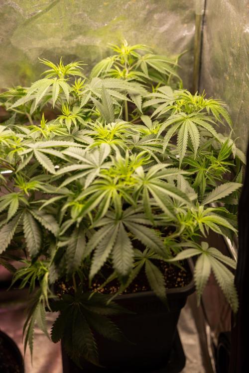 PBB  🥜- Zamnesia x B&B. Week 5 - Peanut Butter Breath #2 - Main Lining no LST - 1st Week Bloom