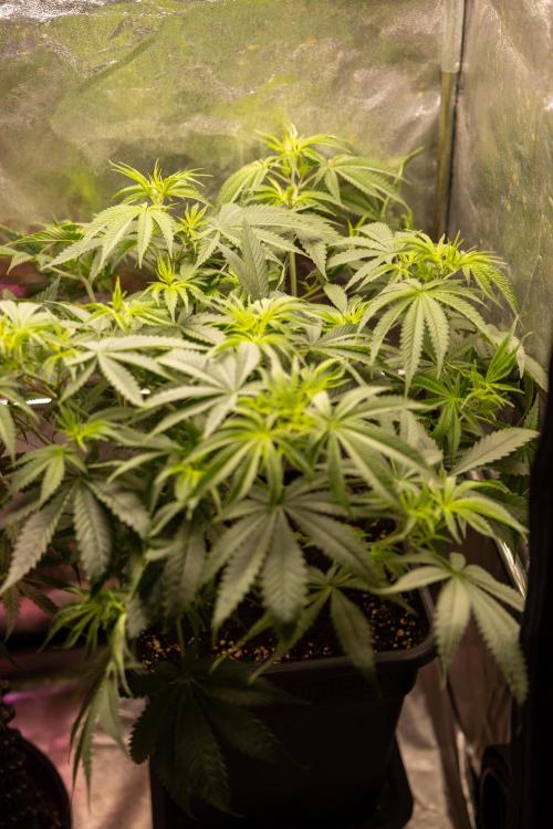 PBB  🥜- Zamnesia x B&B. Week 5 - Peanut Butter Breath #2 - Main Lining no LST - 1st Week Bloom