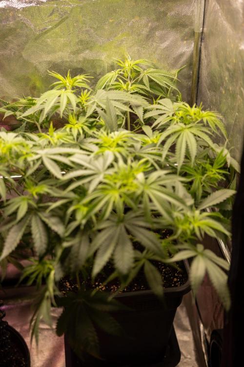 PBB  🥜- Zamnesia x B&B. Week 5 - Peanut Butter Breath #2 - Main Lining no LST - 1st Week Bloom