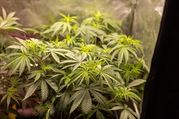 PBB  🥜- Zamnesia x B&B. Week 5 - Peanut Butter Breath #2 - Main Lining no LST - 1st Week Bloom