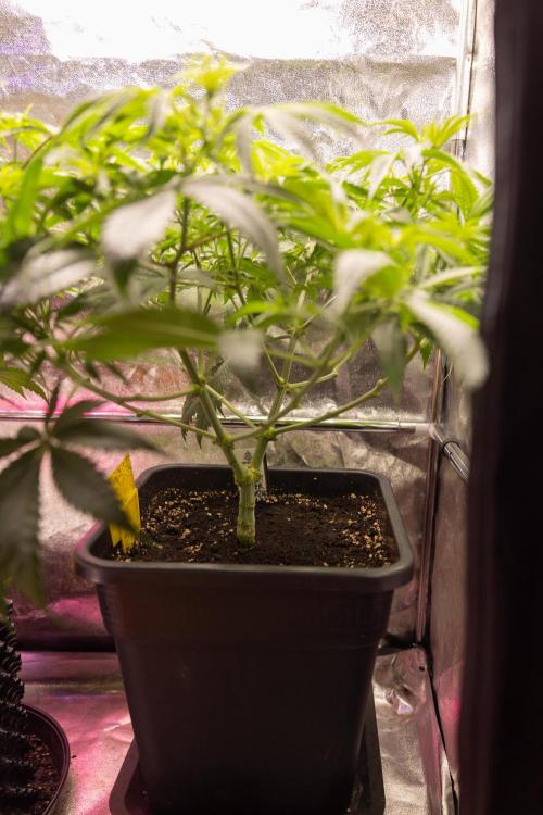 PBB  🥜- Zamnesia x B&B. Week 5 - Peanut Butter Breath #2 - Main Lining no LST - 1st Week Bloom