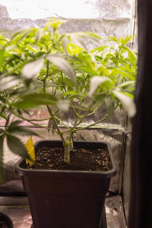 PBB  🥜- Zamnesia x B&B. Week 5 - Peanut Butter Breath #2 - Main Lining no LST - 1st Week Bloom