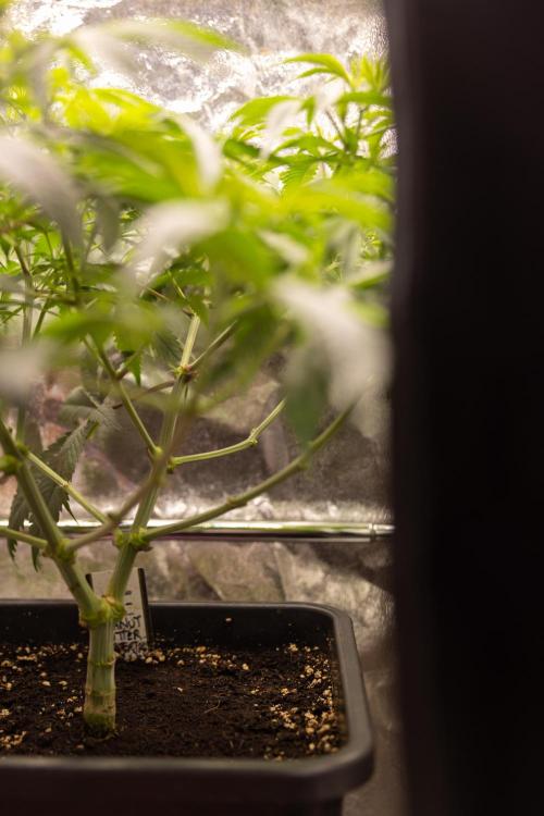 PBB  🥜- Zamnesia x B&B. Week 5 - Peanut Butter Breath #2 - Main Lining no LST - 1st Week Bloom