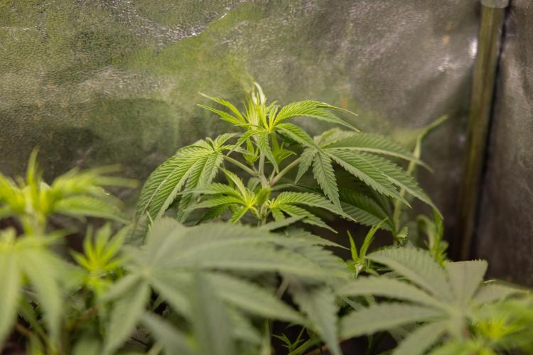 PBB  🥜- Zamnesia x B&B. Week 5 - Peanut Butter Breath #2 - Main Lining no LST - 1st Week Bloom