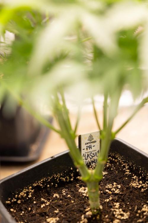 Classic Skunk 🌱  - Zamnesia x B&B. Week 5 - Classic Skunk #2 - Main Lining No LST -  1st Week Bloom