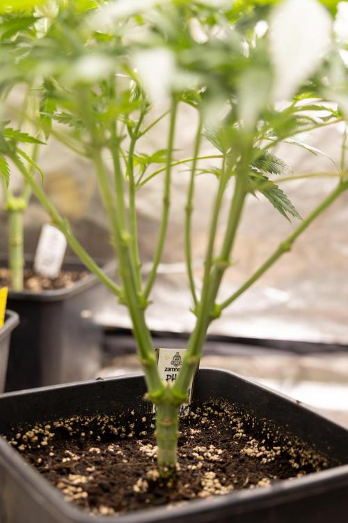 Classic Skunk 🌱  - Zamnesia x B&B. Week 5 - Classic Skunk #2 - Main Lining No LST -  1st Week Bloom