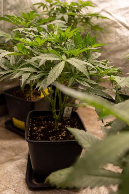 Classic Skunk 🌱  - Zamnesia x B&B. Week 5 - Classic Skunk #2 - Main Lining No LST -  1st Week Bloom