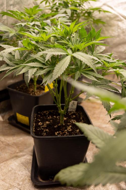 Classic Skunk 🌱  - Zamnesia x B&B. Week 5 - Classic Skunk #2 - Main Lining No LST -  1st Week Bloom