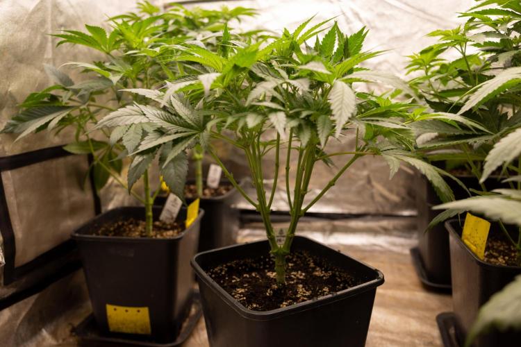Classic Skunk 🌱  - Zamnesia x B&B. Week 5 - Classic Skunk #2 - Main Lining No LST -  1st Week Bloom