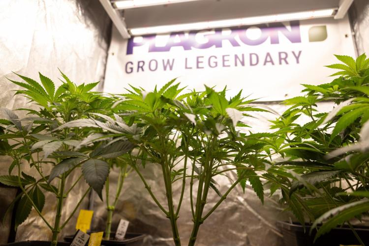 Classic Skunk 🌱  - Zamnesia x B&B. Week 5 - Classic Skunk #2 - Main Lining No LST -  1st Week Bloom
