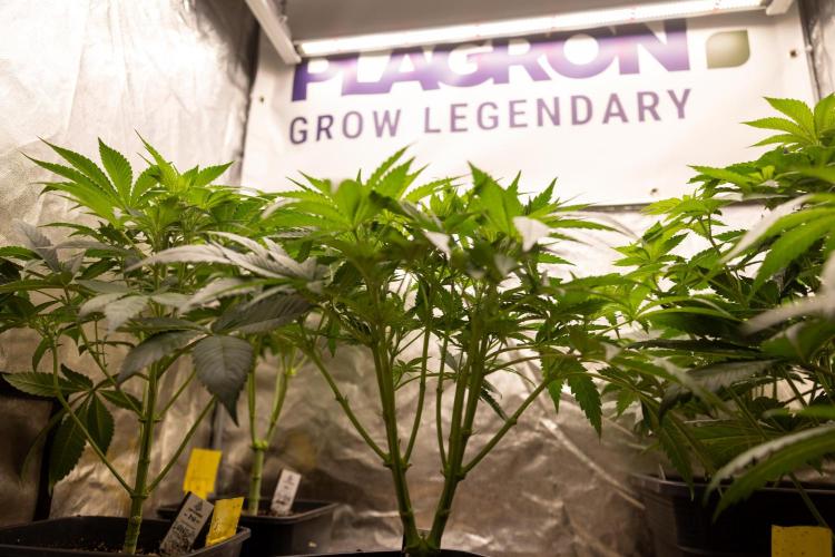 Classic Skunk 🌱  - Zamnesia x B&B. Week 5 - Classic Skunk #2 - Main Lining No LST -  1st Week Bloom