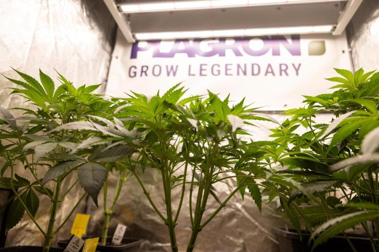 Classic Skunk 🌱  - Zamnesia x B&B. Week 5 - Classic Skunk #2 - Main Lining No LST -  1st Week Bloom