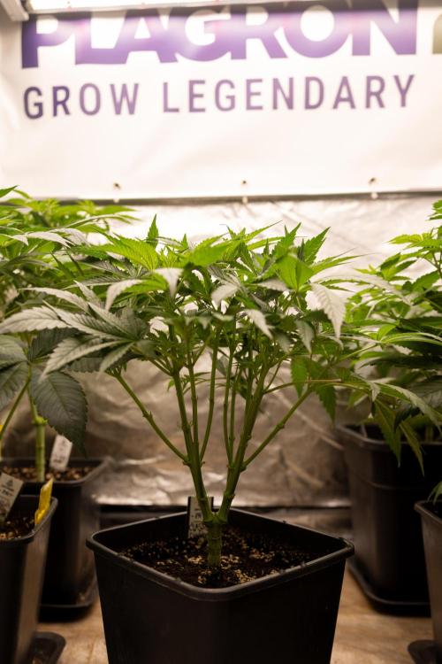 Classic Skunk 🌱  - Zamnesia x B&B. Week 5 - Classic Skunk #2 - Main Lining No LST -  1st Week Bloom